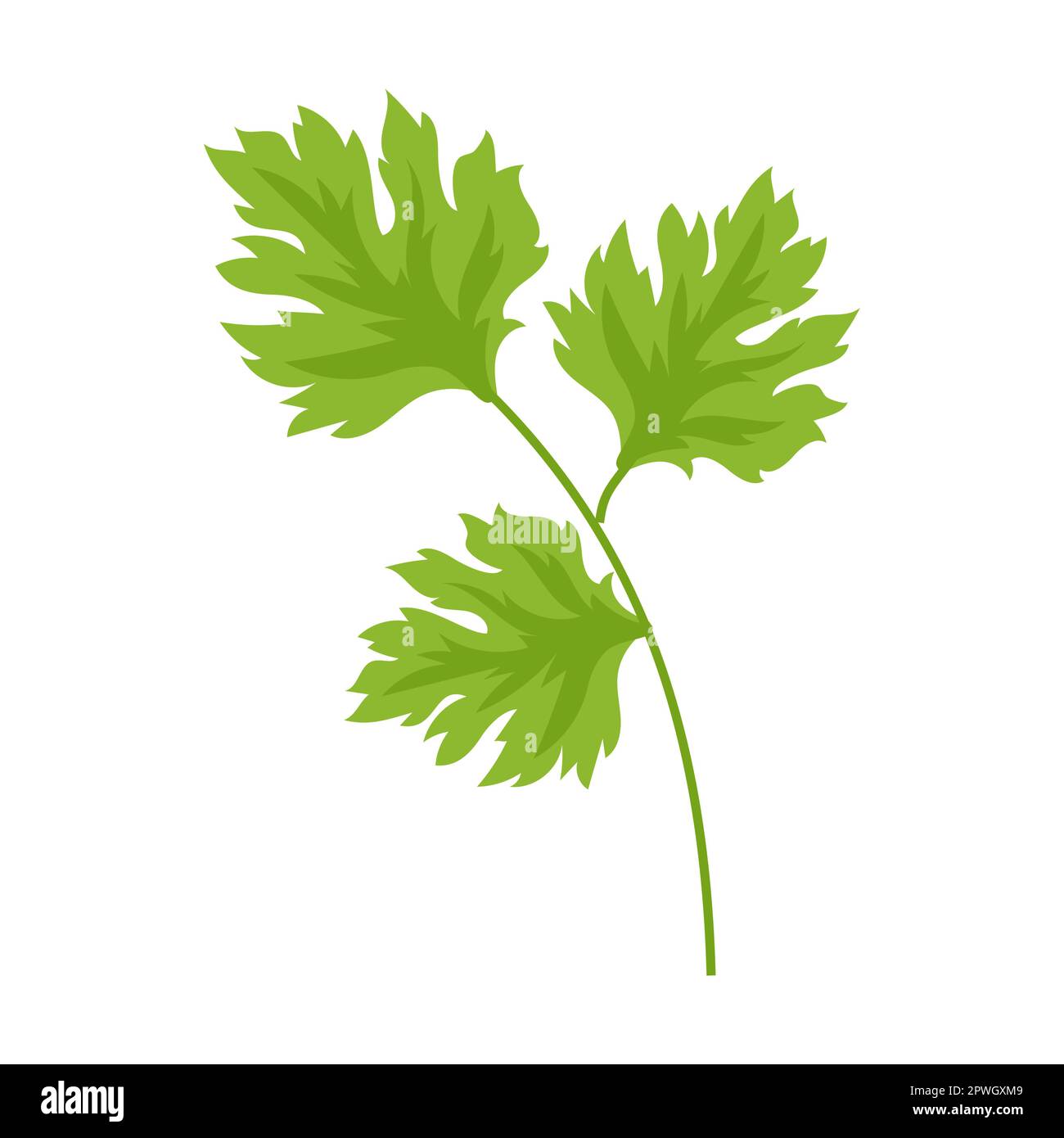 Parsley herb and leaves vector illustration. Spicy herbal plants, parsley, rosemary, coriander, oregano, mint on white background Stock Vector