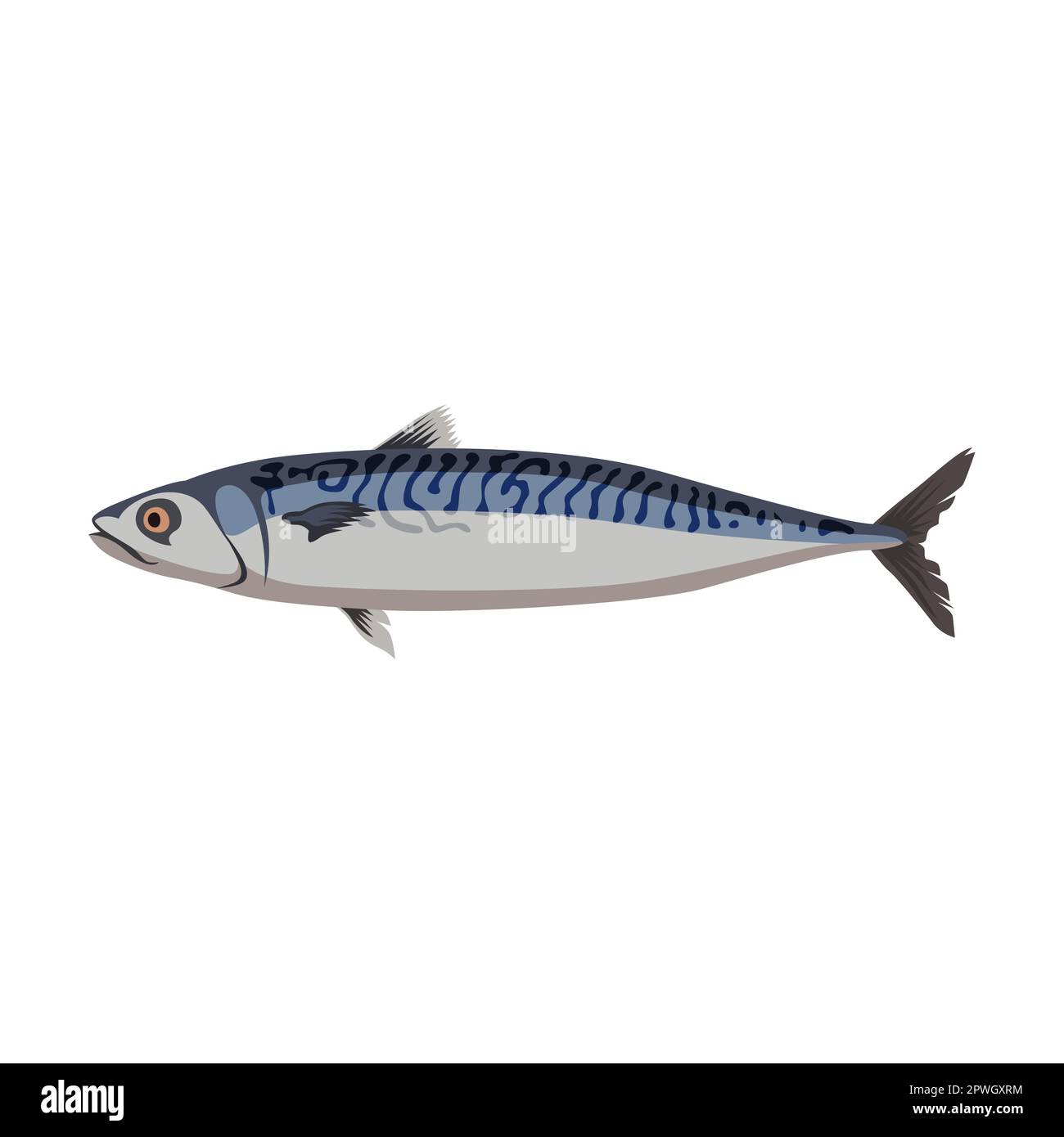 Freshwater mackerel fish cartoon illustration. Herring, mackerel, bream