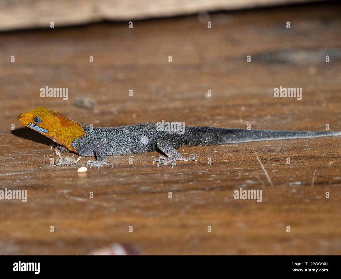 Yellow-headed gecko (Gonatodes albogularis), Cabo Blanco Nature Reserve, Costa Rica Stock Photo