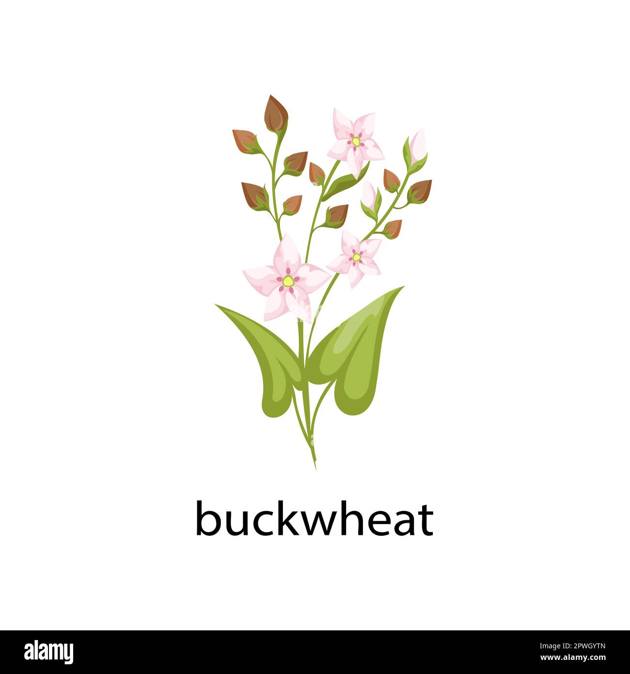 Buckwheat cereal crop cartoon illustration Stock Vector Image & Art Alamy