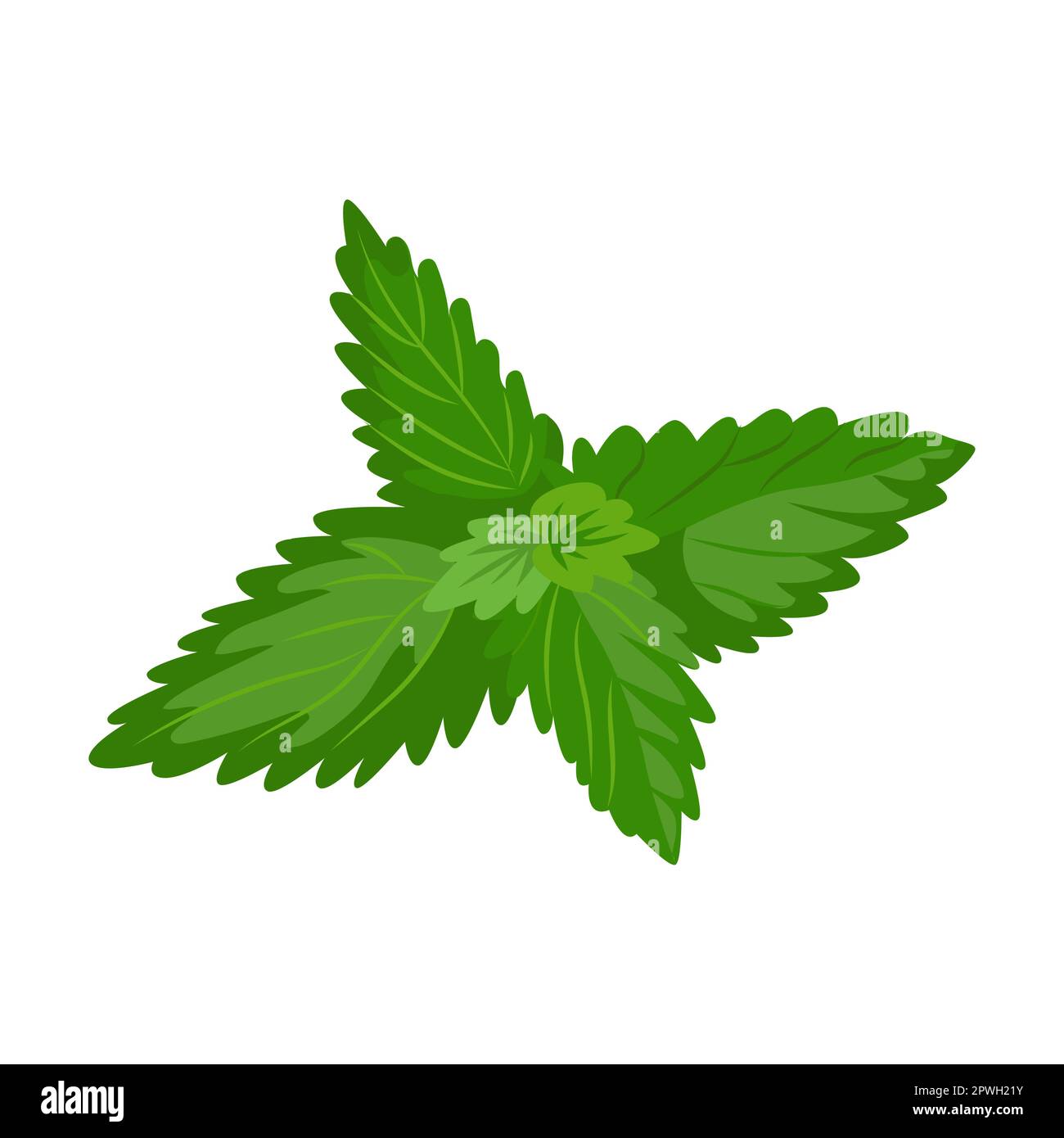 Mint herb and leaves vector illustration. Spicy herbal plants, parsley, rosemary, coriander, oregano, mint on white background Stock Vector