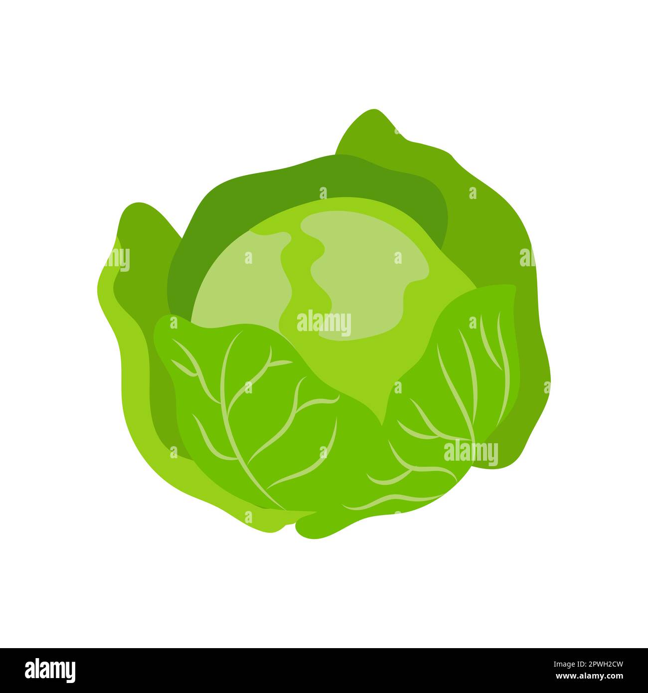 Green cabbage with vitamin C vector illustration Stock Vector Image & Art Alamy