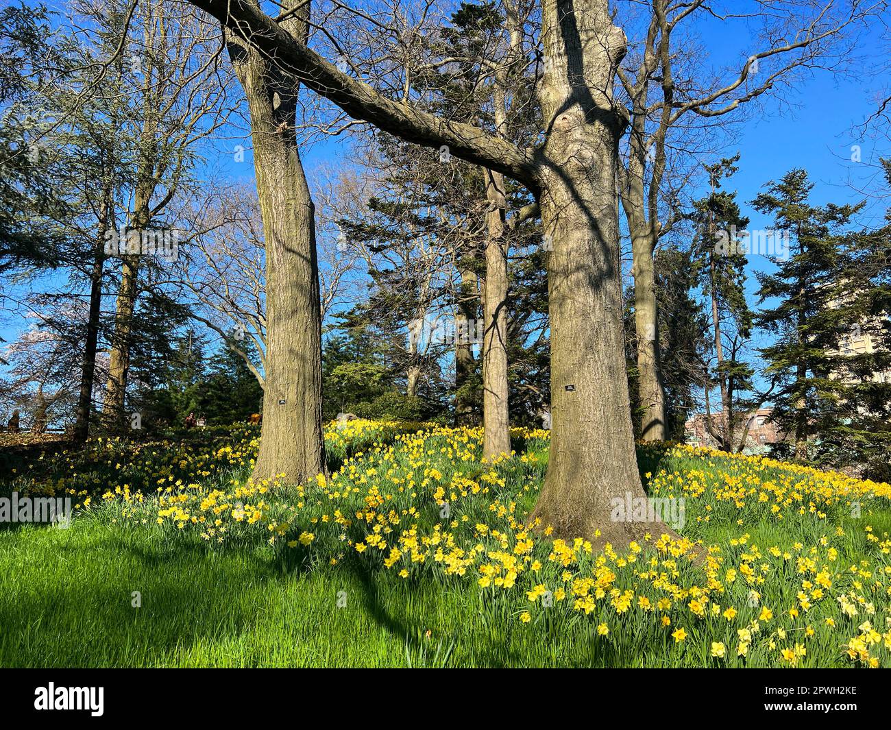 New york botanic garden daffodils hires stock photography and images