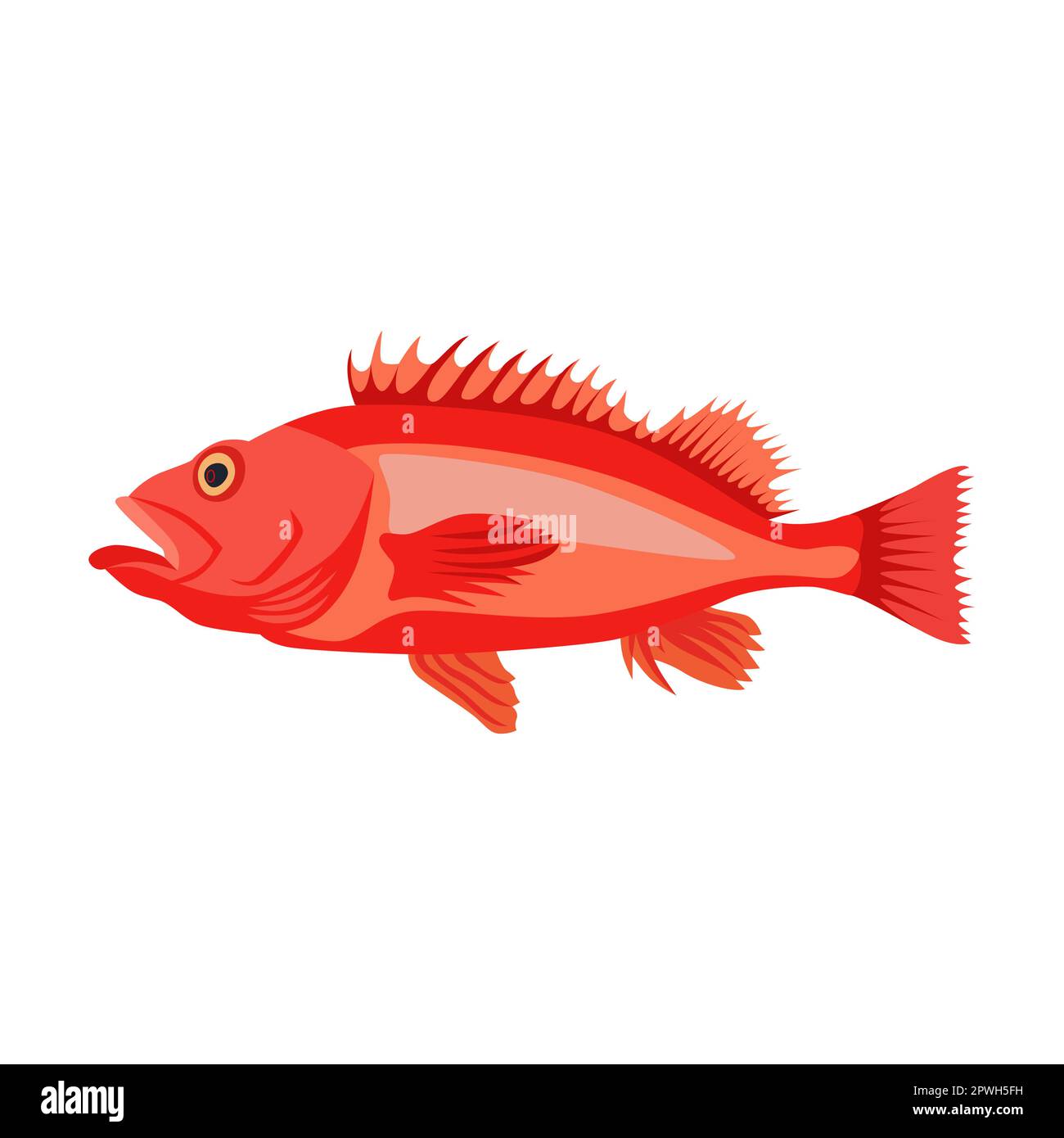 Freshwater red sea bass fish cartoon illustration. Herring, mackerel,  bream, catfish, sardine, halibut, anchovy isolated on white background.  Seafood Stock Vector Image & Art - Alamy