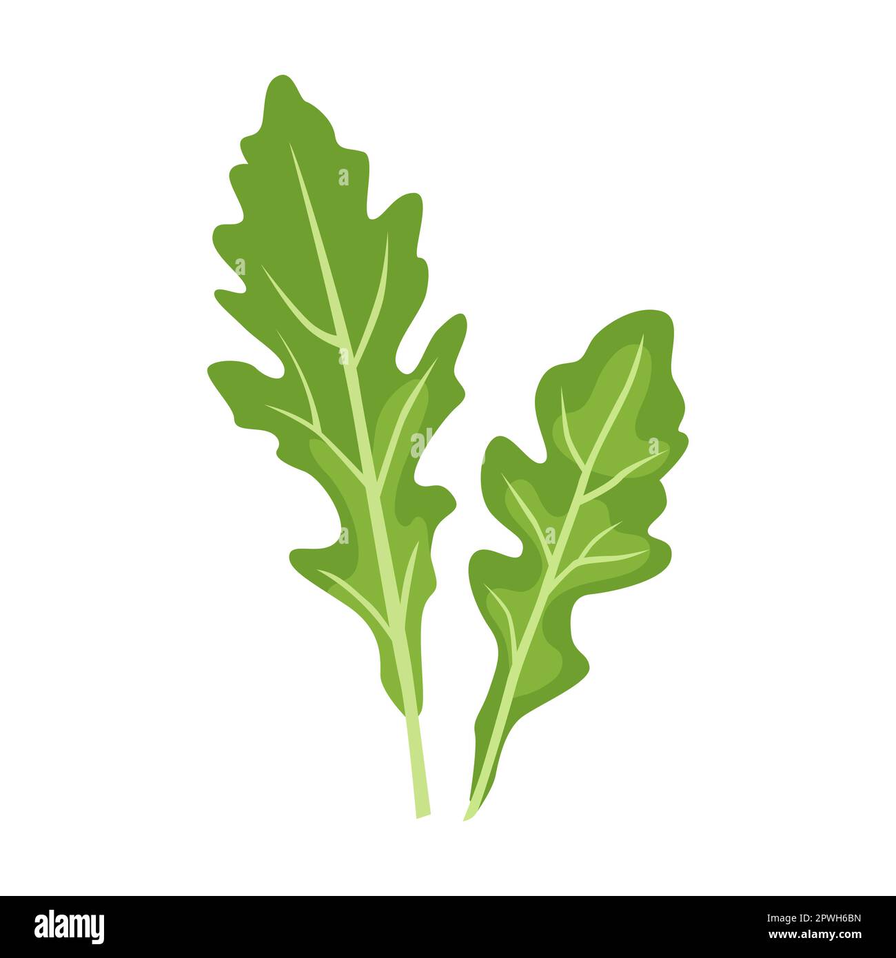 Herb and leaves vector illustration. Spicy herbal plants, parsley, rosemary, coriander, oregano, mint on white background Stock Vector