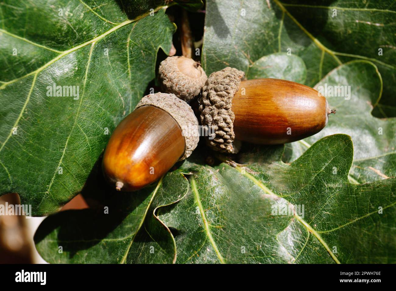 Growing acorns hi-res stock photography and images - Page 3 - Alamy