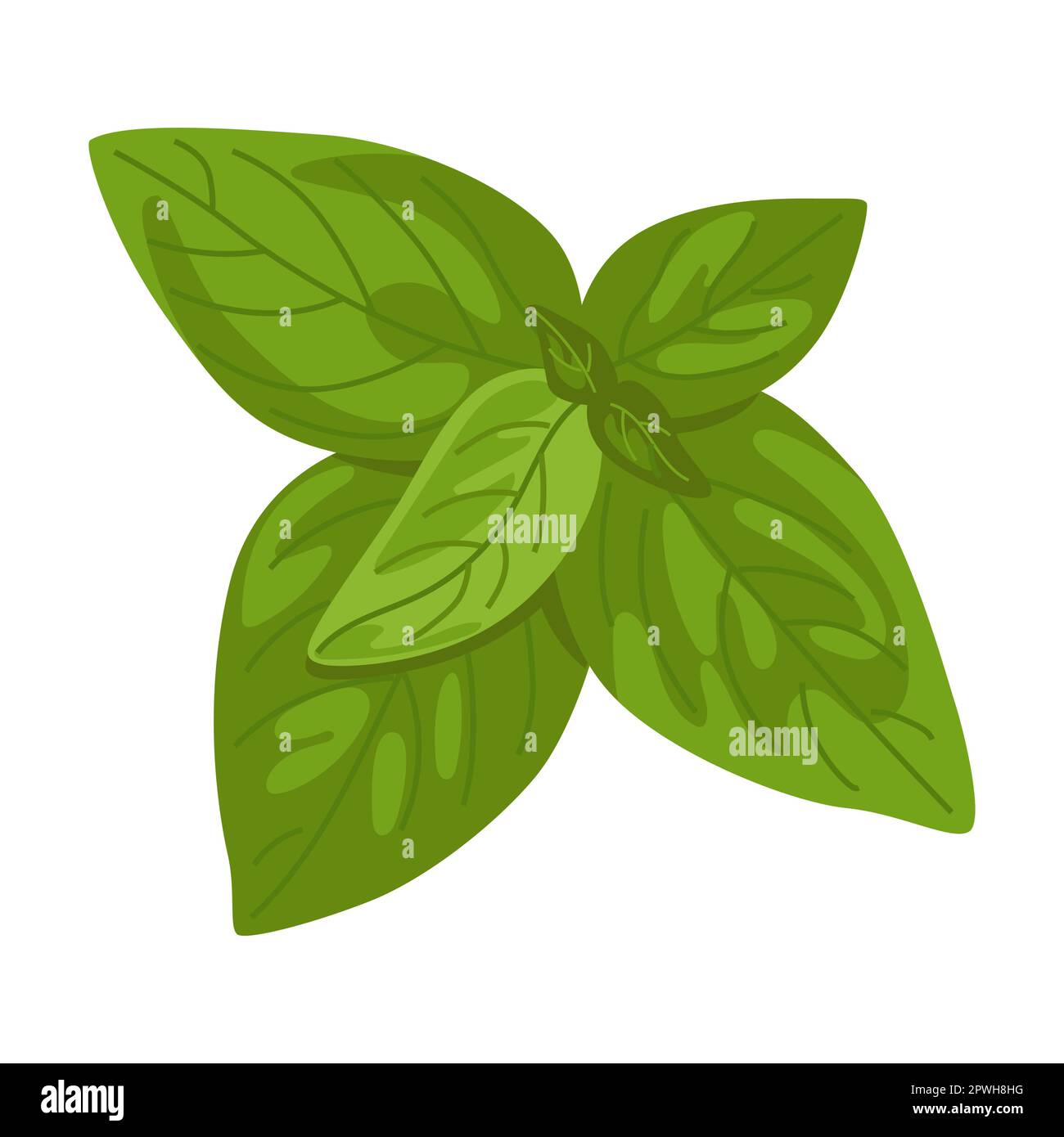 Basil herb and leaves vector illustration. Spicy herbal plants, parsley, rosemary, coriander, oregano, mint on white background Stock Vector