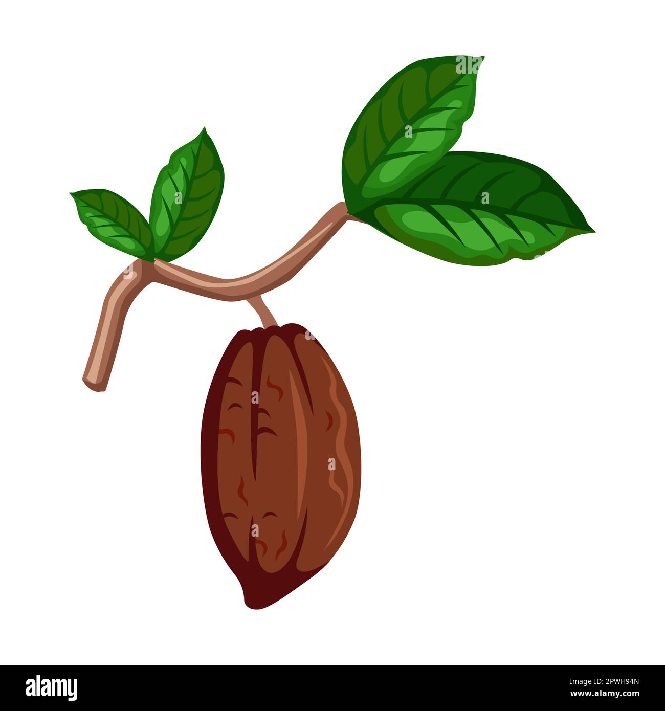 Cocoa bean cartoon illustration. Cacao beans with leaves on tree, sliced into halves and chocolate isolated on white Stock Vector