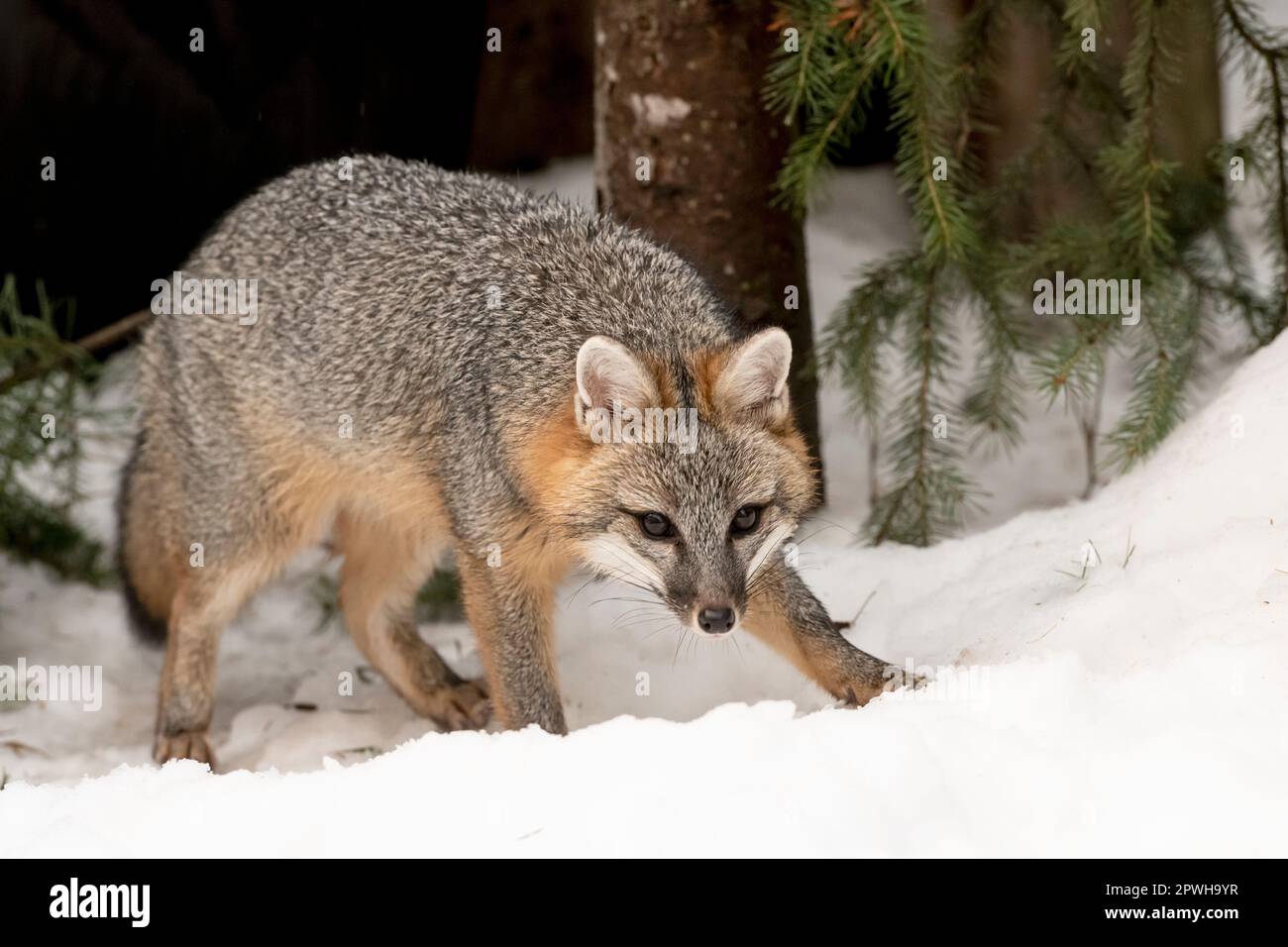 North America; United States; Montana; Winter; Wildlife; Mammals; Predators; Canines; Urocyon