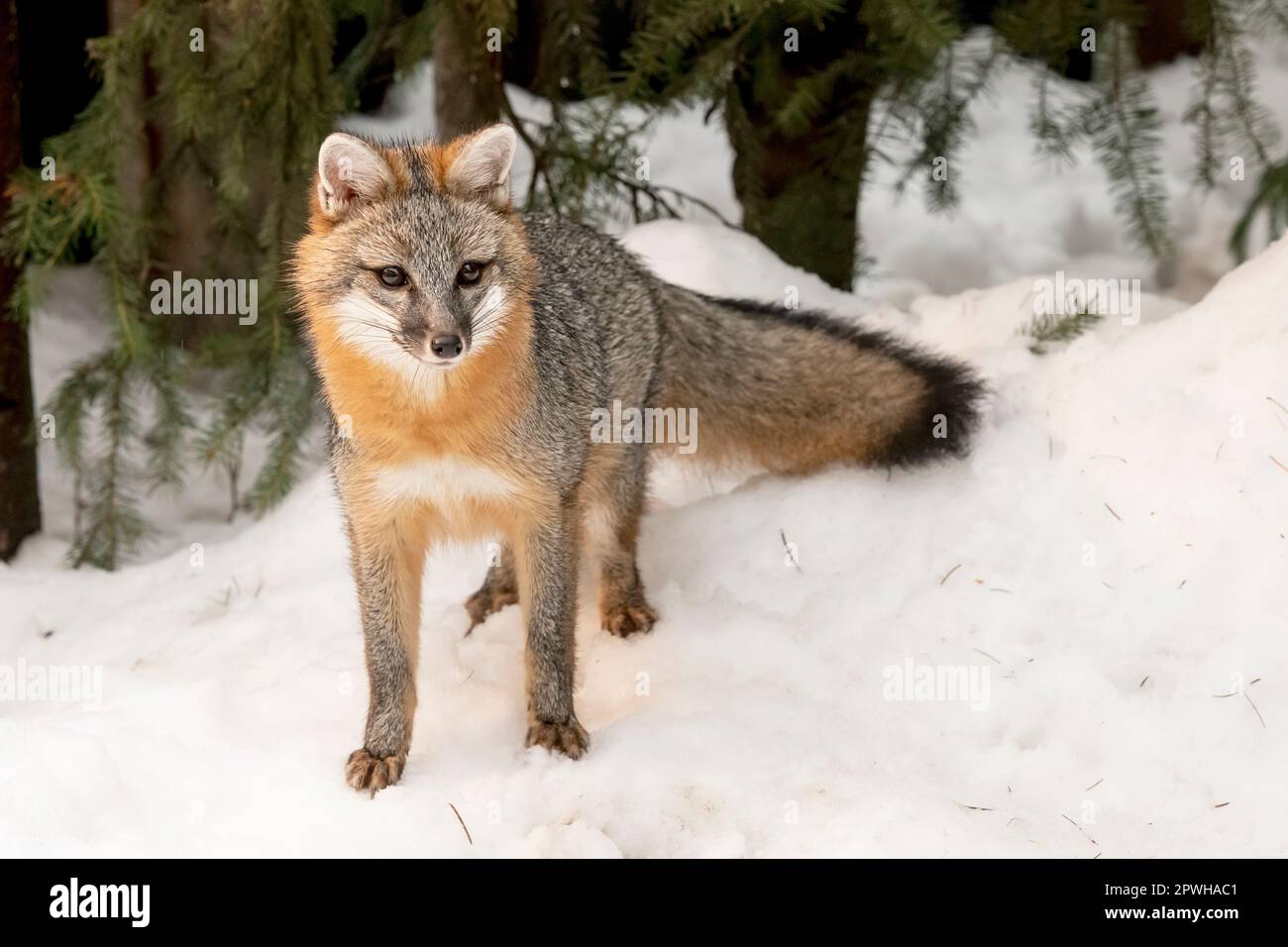 Winter Predators Predator predators hi-res stock photography and images - Alamy
