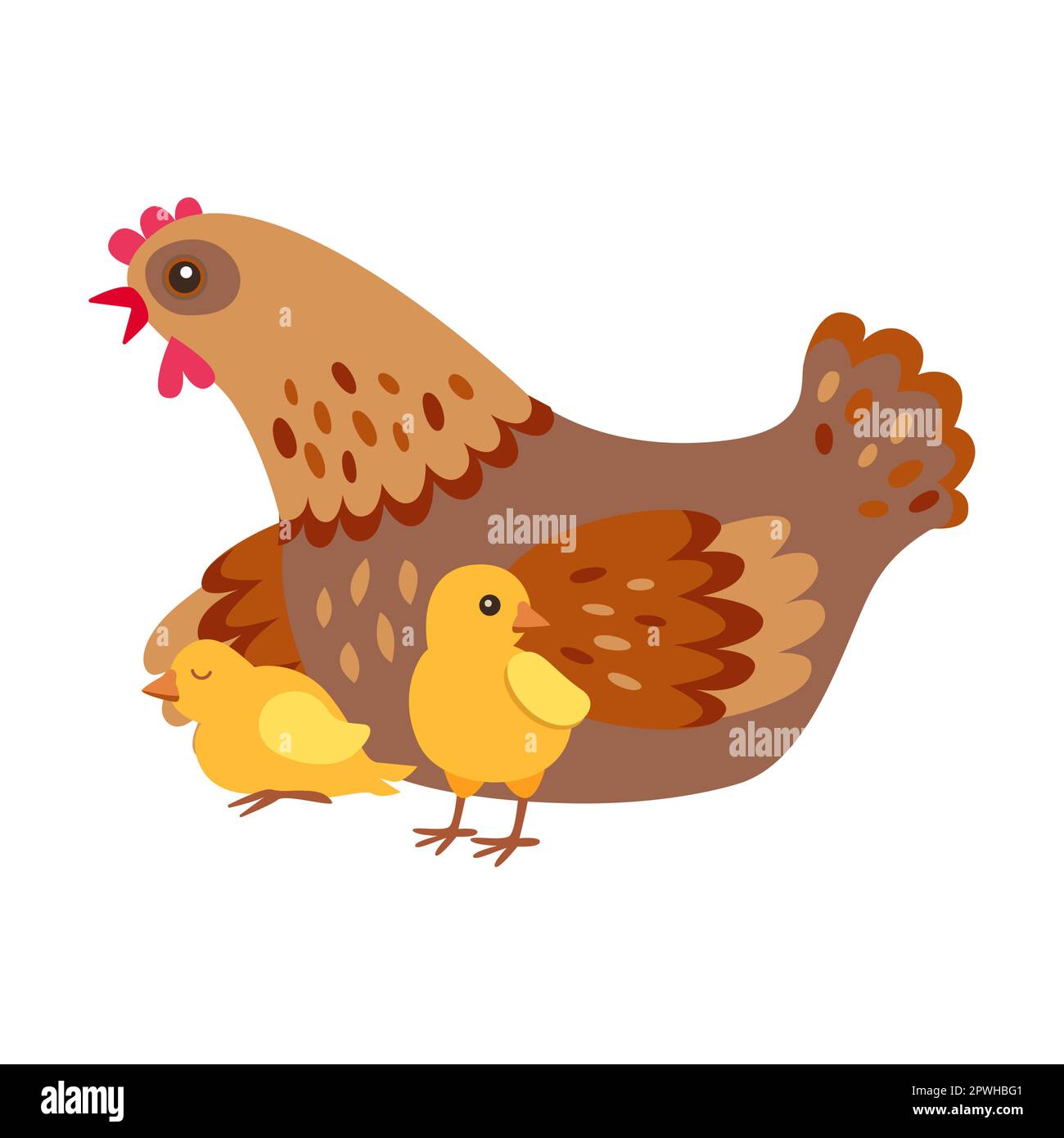 caring mother chicken with chicks, farm animal flat vector illustration. Domestic animal isolated on white background Stock Vector