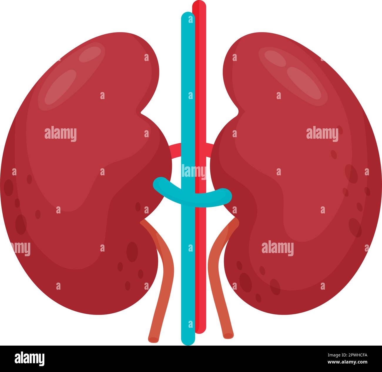 Pair of kidneys. Human organ. Vector illustration in flat cartoon style ...