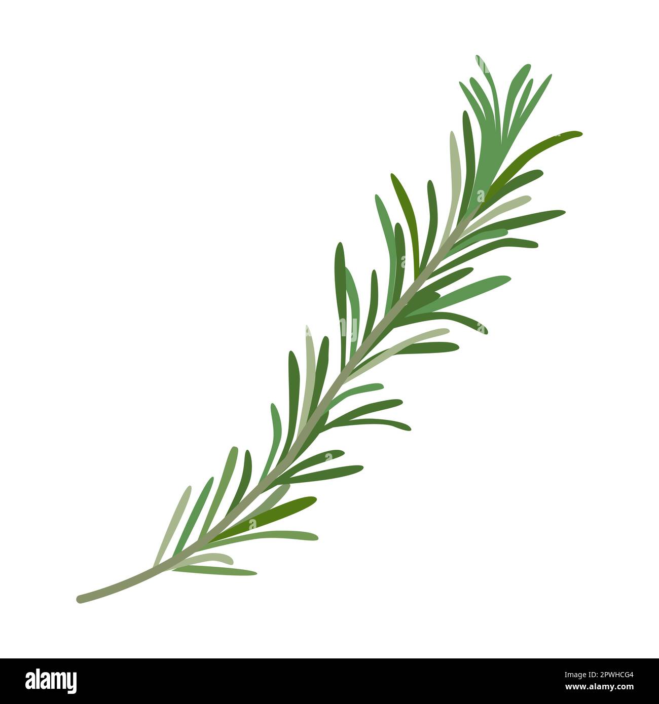 Rosemary herb and leaves vector illustration. Spicy herbal plants, parsley, rosemary, coriander, oregano, mint on white background Stock Vector