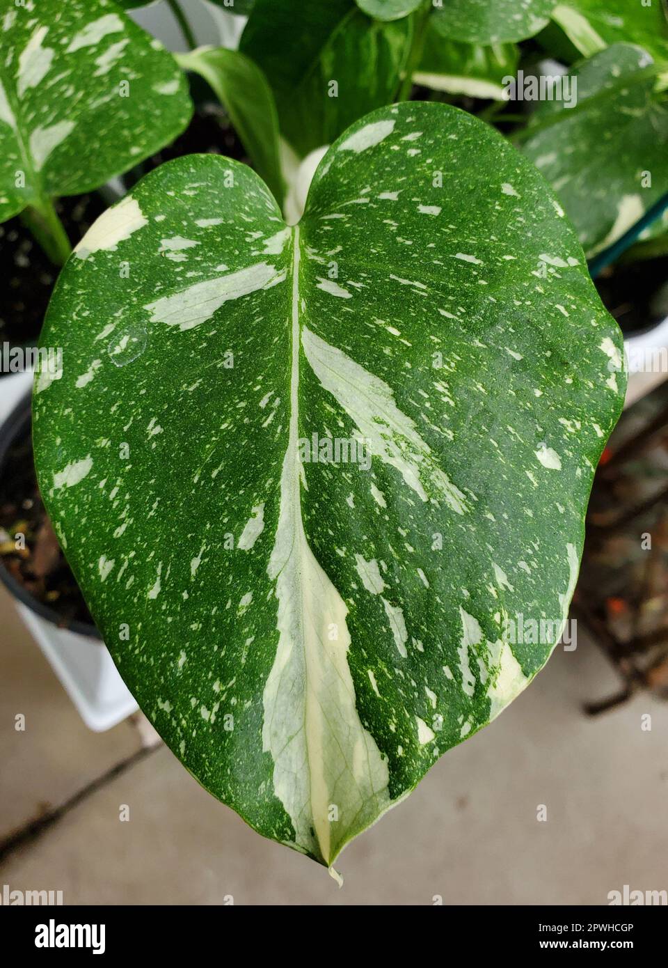 Beautiful juvenile leaf of the variegated Monstera Thai Constellation Stock Photo
