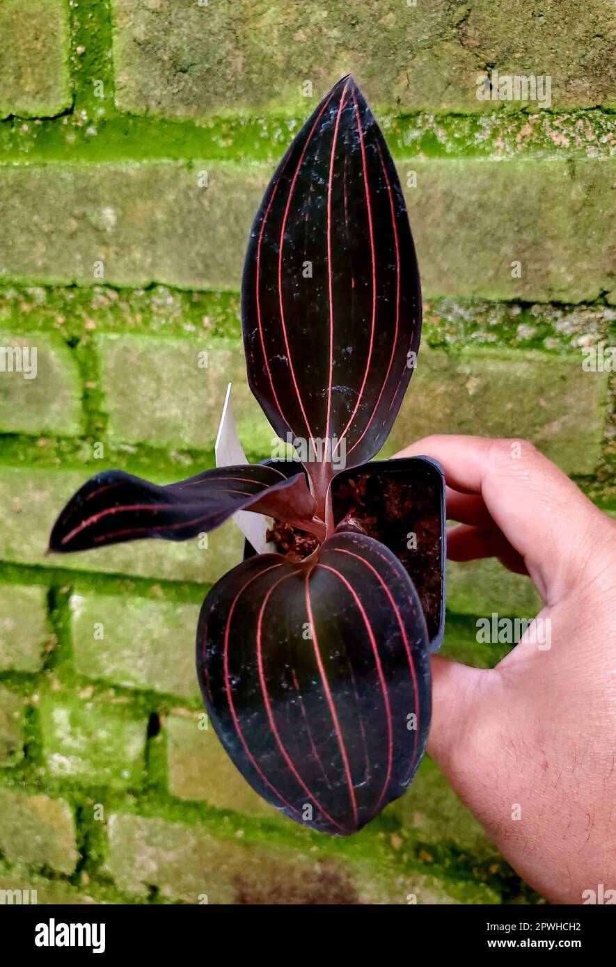 Beautiful dark and purple veined leaves of Ludisia Discolor Jewel Orchid, a popular houseplant Stock Photo