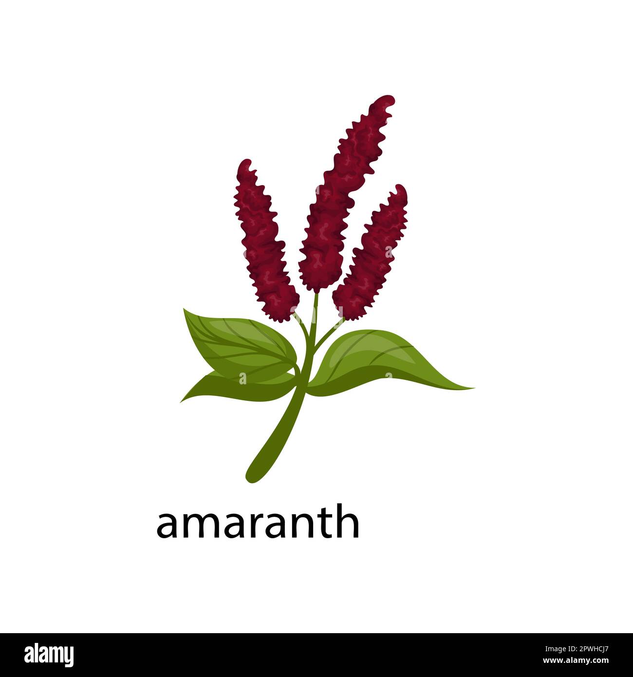 Amaranth cereal crop cartoon illustration Stock Vector Image &amp; Art - Alamy