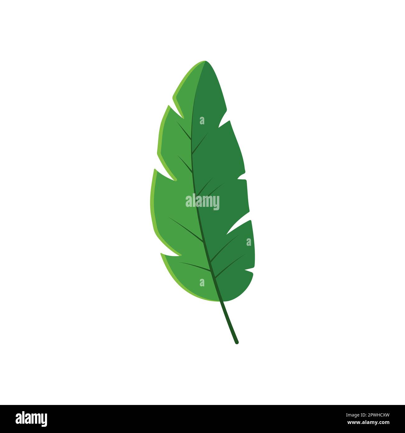 Banana leaf vector illustration Stock Vector Image & Art Alamy