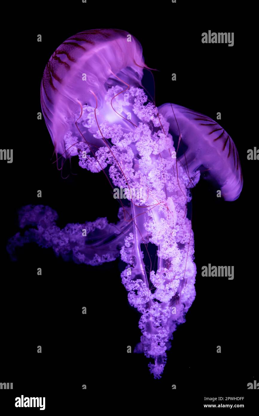 Jellyfish The South American sea nettle (Chrysaora plocamia) isolated