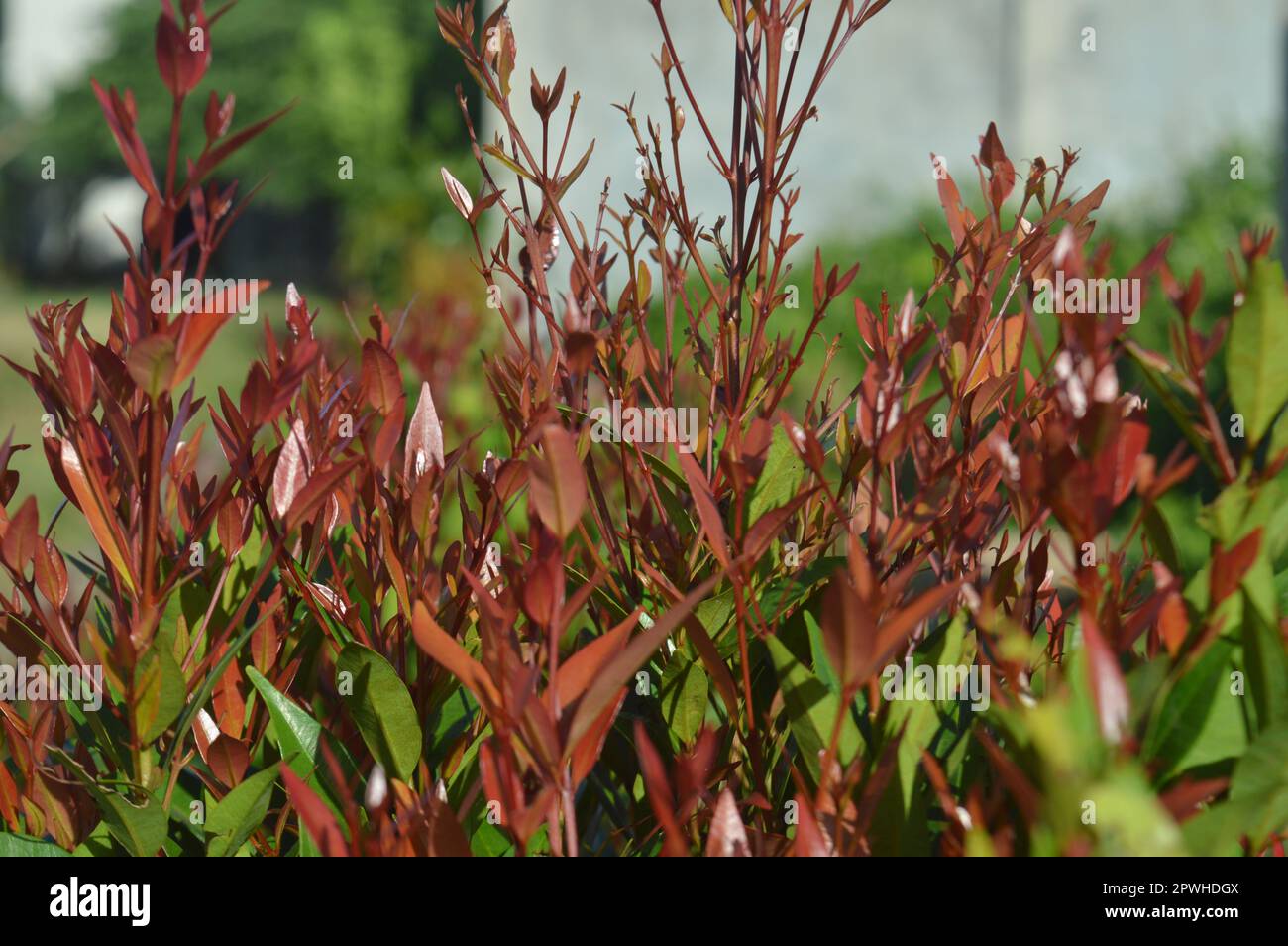 selective focus, narrow depth of field, ornamental plant with