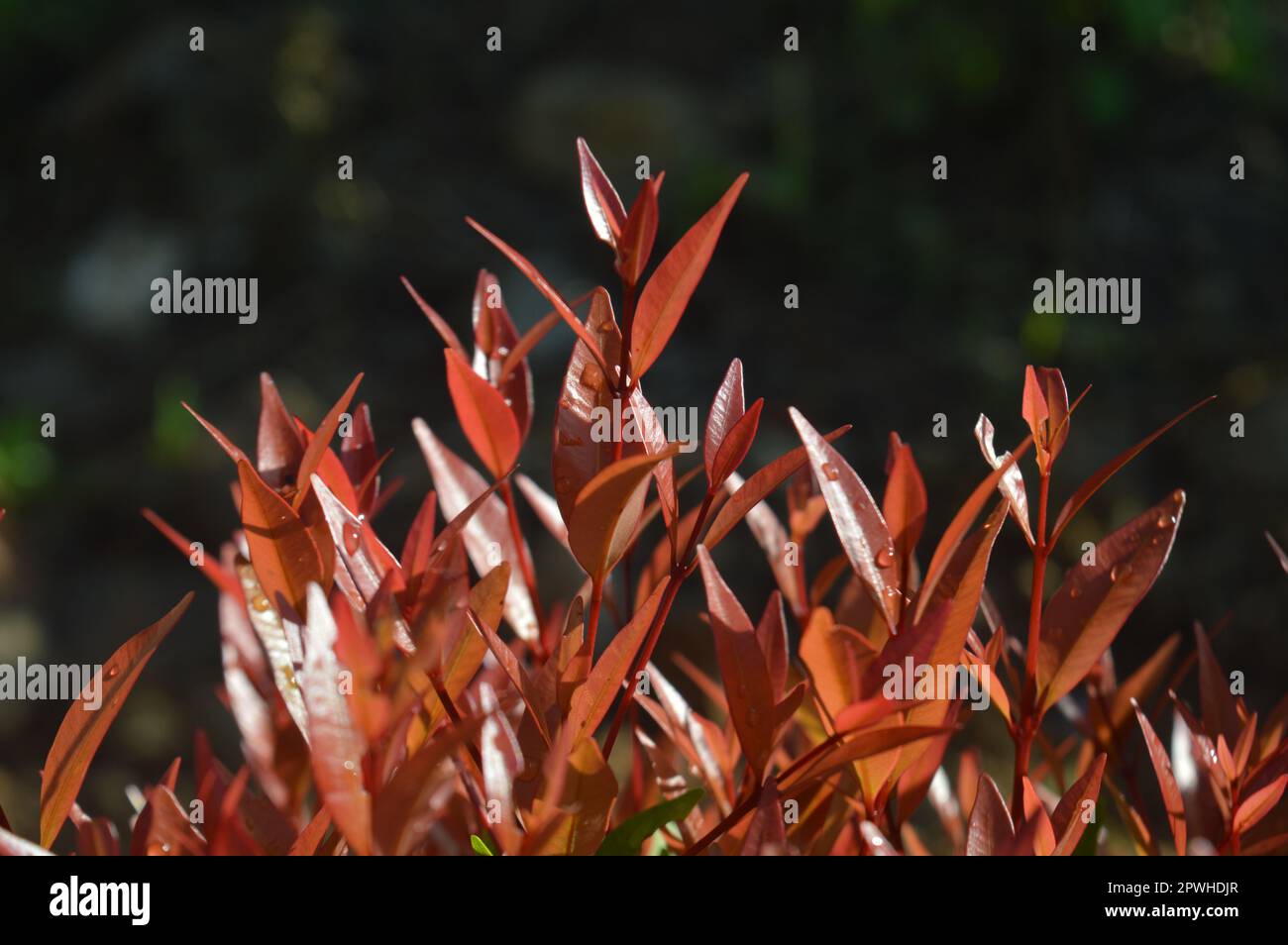 selective focus, narrow depth of field, ornamental plant with scientific name syzygium australe growing in gardens, native to eastern Australia Stock Photo