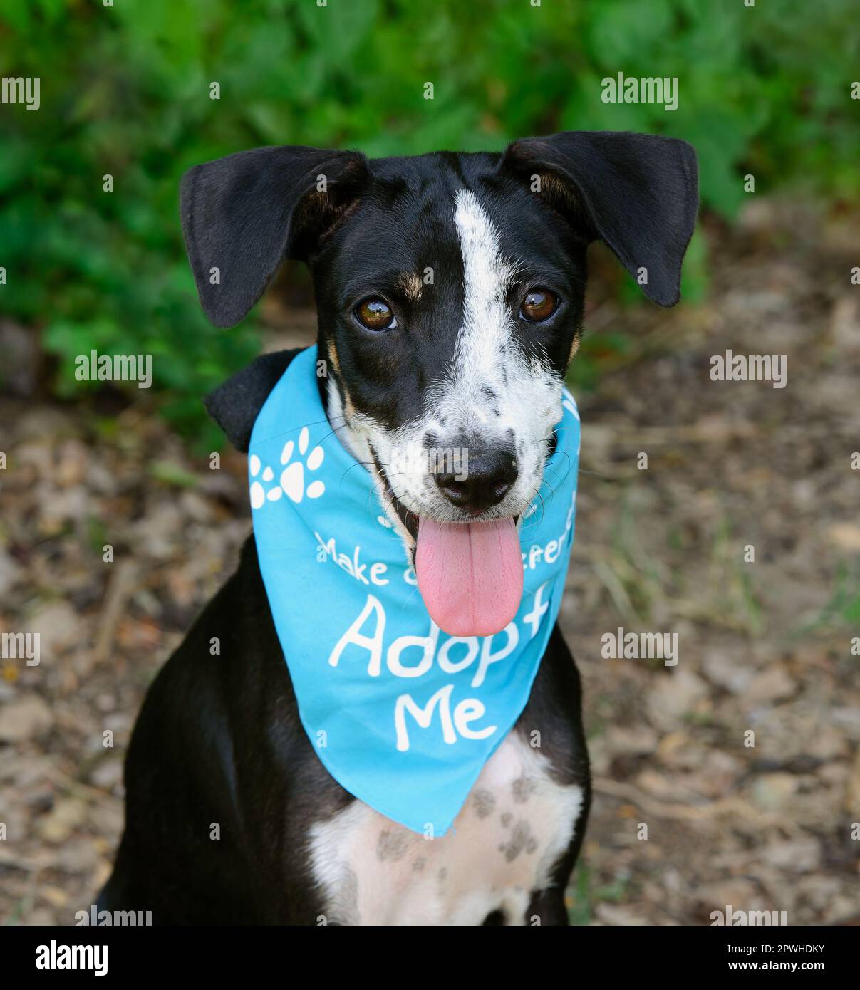 Adopt me pet hi-res stock photography and images - Alamy