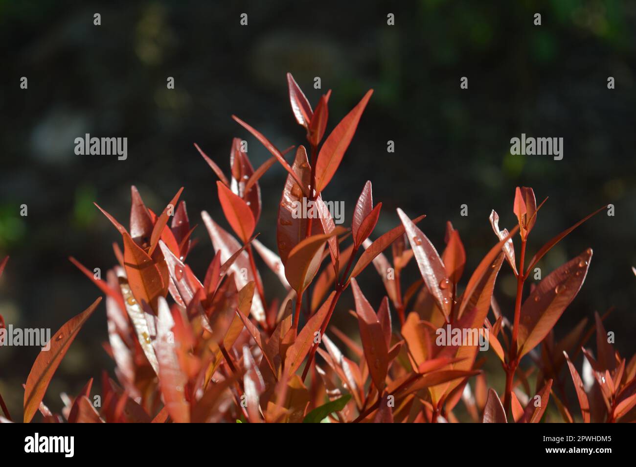 selective focus, narrow depth of field, ornamental plant with