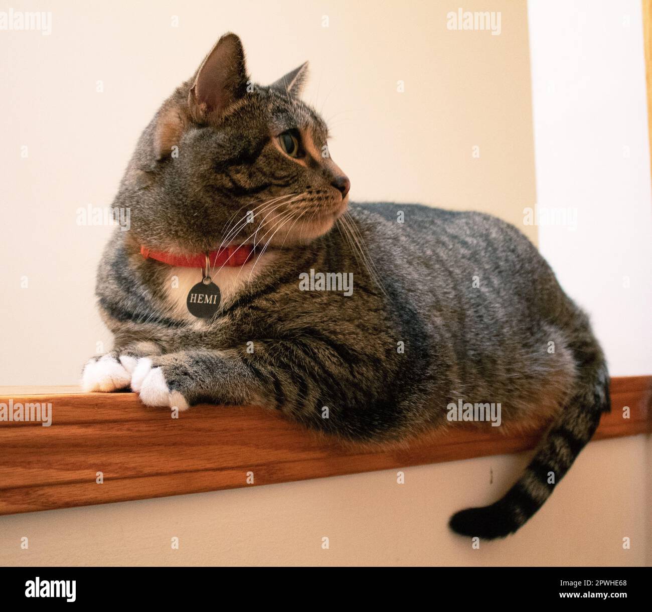 My cat, Hemi Stock Photo