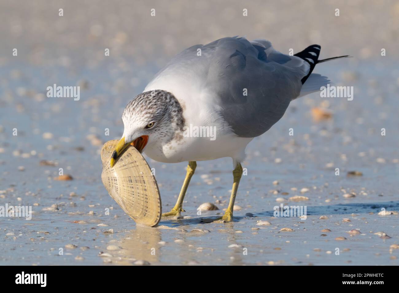 A ring-billed gull attempts to break open the shell of a sunray venus clam at Honeymoon Island State Park in Dunedin, Florida. Stock Photo