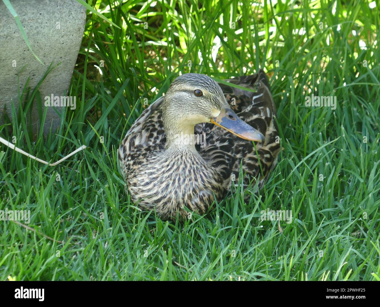 Los Angeles, California, USA 29th April 2023 Duck at Hollywood Forever Cemetery on April 29, 2023 in Los Angeles, California, USA. Photo by Barry King/Alamy Stock Photo Stock Photo