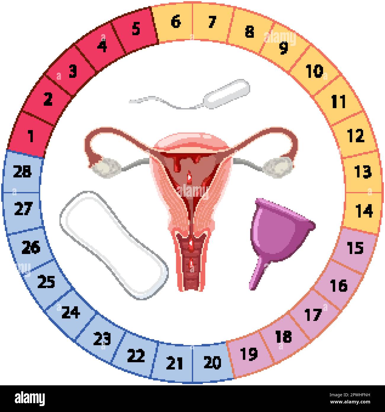 Stages of The Menstrual Cycle illustration