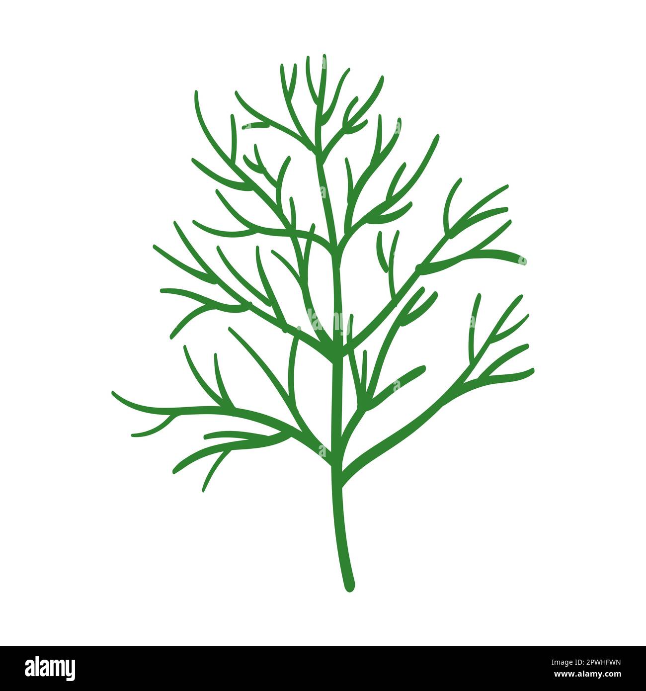Dill herb and leaves vector illustration. Spicy herbal plants, parsley, rosemary, coriander, oregano, mint on white background Stock Vector