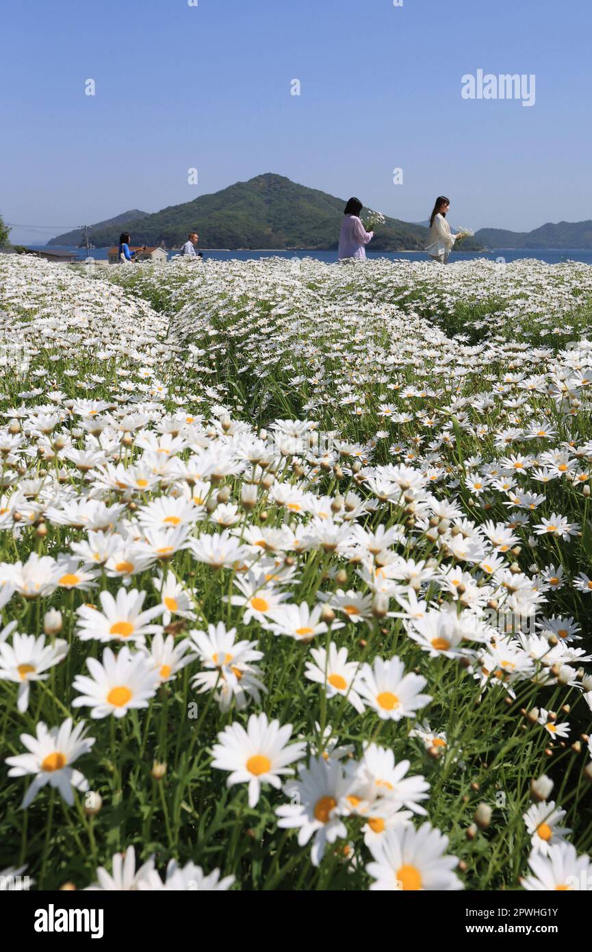 Flowers of marguerite are in full bloom at Flower Park Toyoshima in