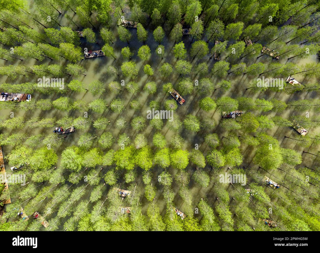 SUQIAN, CHINA - APRIL 30, 2023 - Aerial photo taken on April 30, 2023 shows tourists riding bamboo rafts and boats to play at Hongze Lake Wetland in S Stock Photo