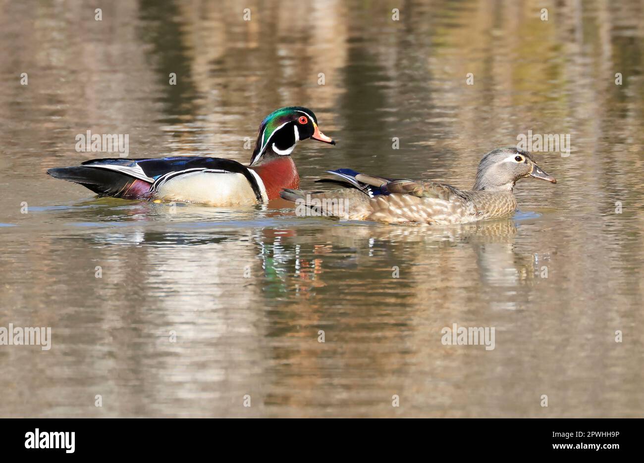 Colorful Wood Ducks on the lake and their reflections on water, Quebec, Canada Stock Photo