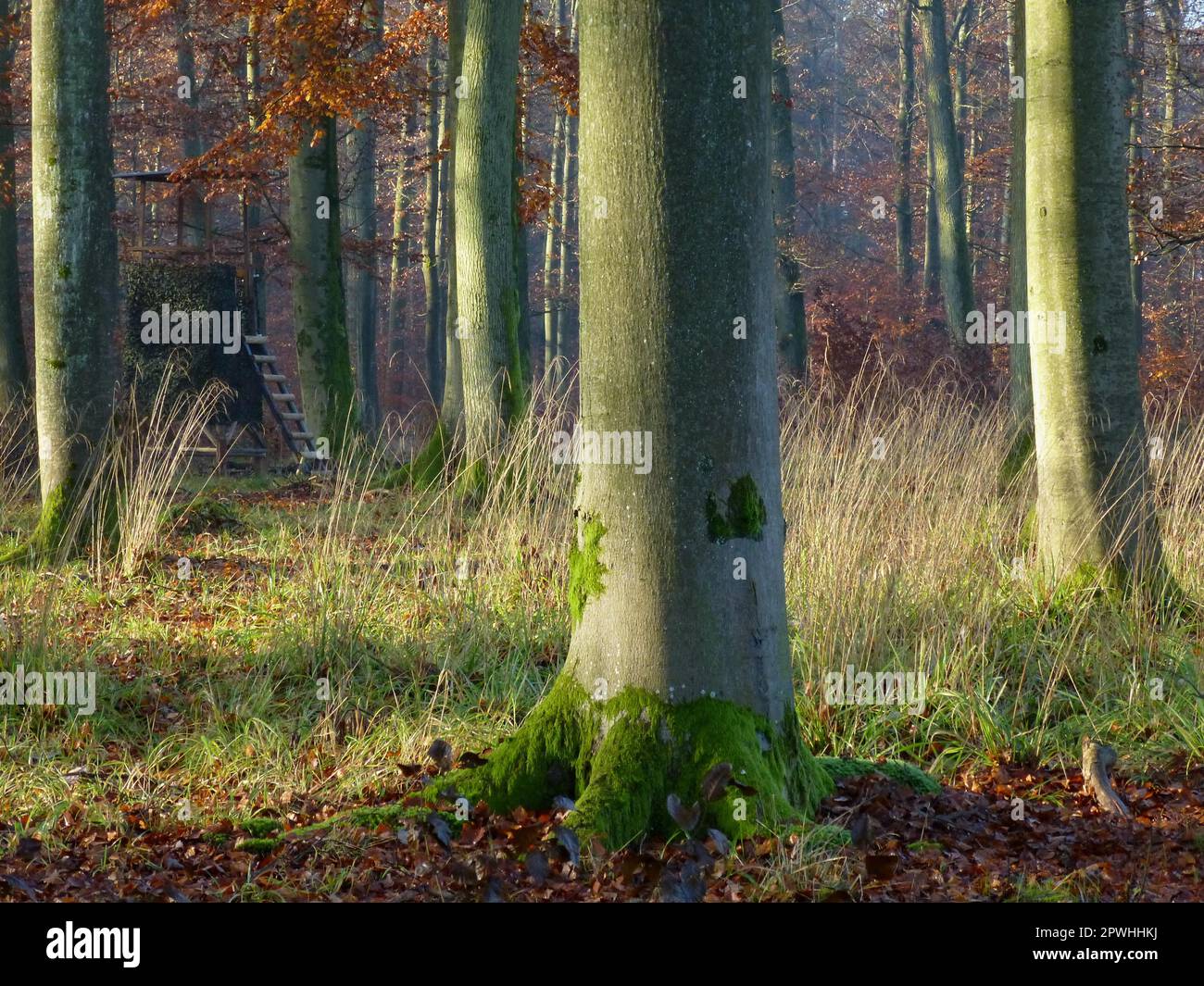 Sparse Forrest Sparse grasses hi-res stock photography and images - Alamy