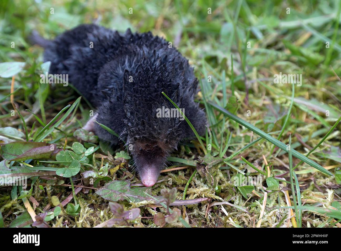Mole (Talpidae) in grass, Bavaria, Germany Stock Photo