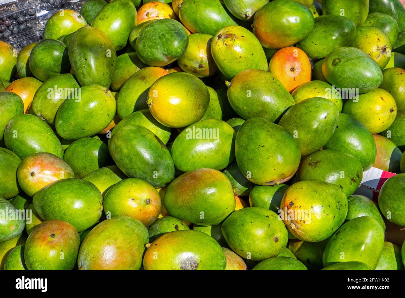 Mangoes for sale at a market Stock Photo Alamy