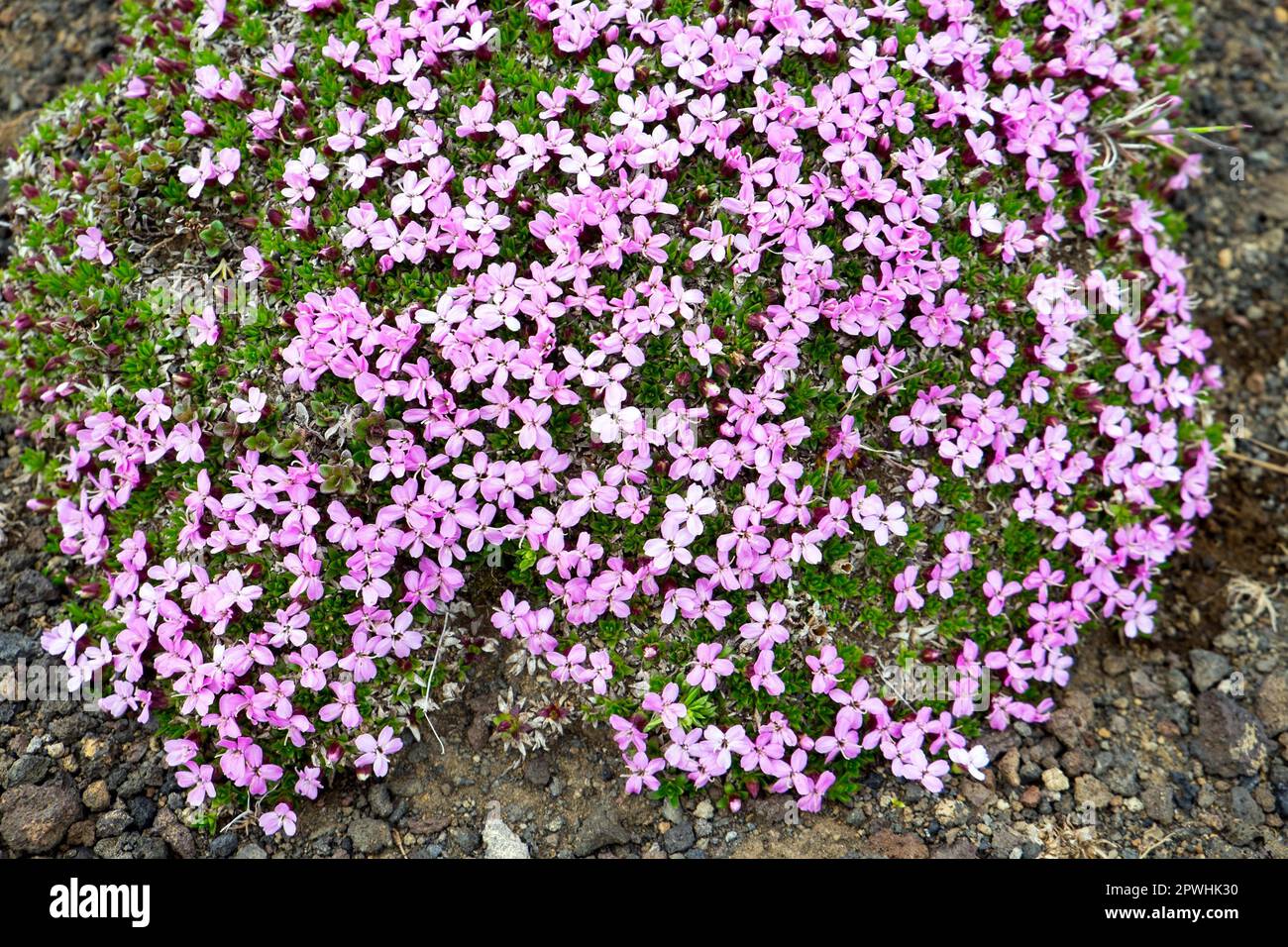 Purple Pollen Carnations in Iceland Stock Photo Alamy
