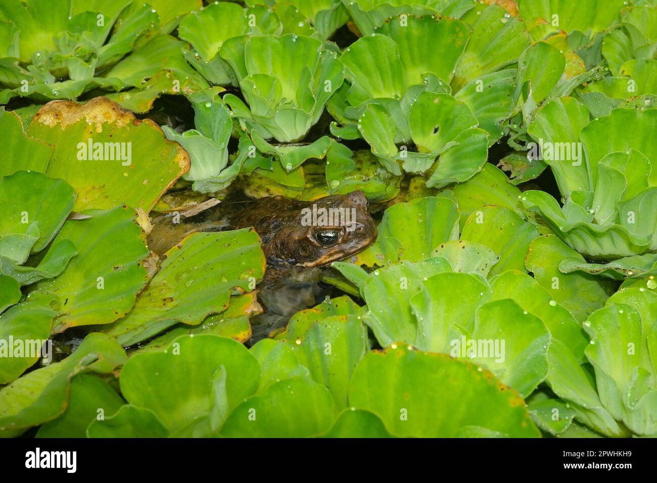 Cane toad, Rhinella marina, hidding among vegetation in a pond. Stock Photo