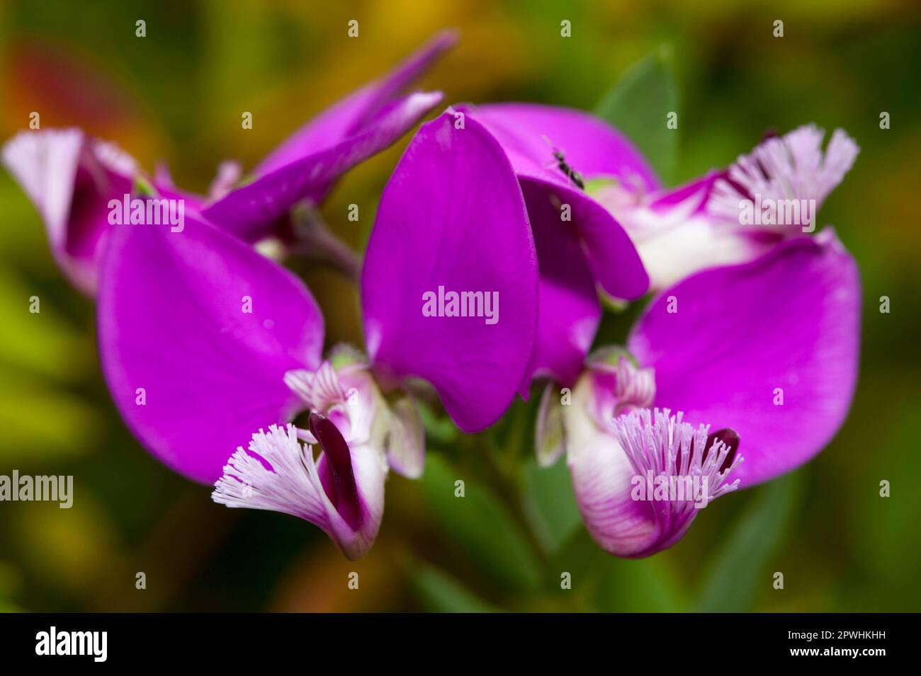 Milkwort (Polygala myrtifolia) Stock Photo