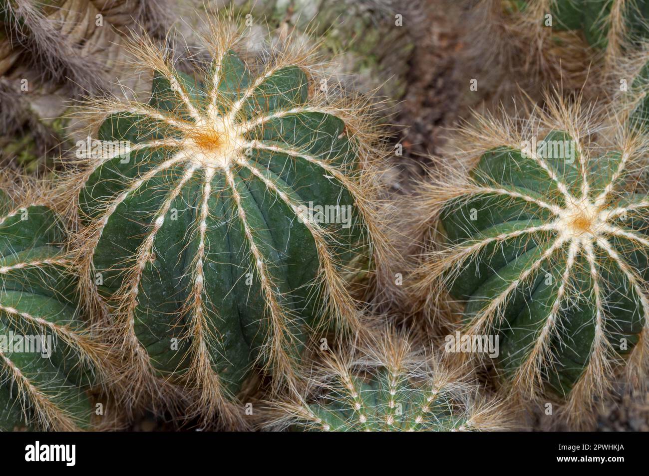 Cactus (Notocactus magnificus) Stock Photo