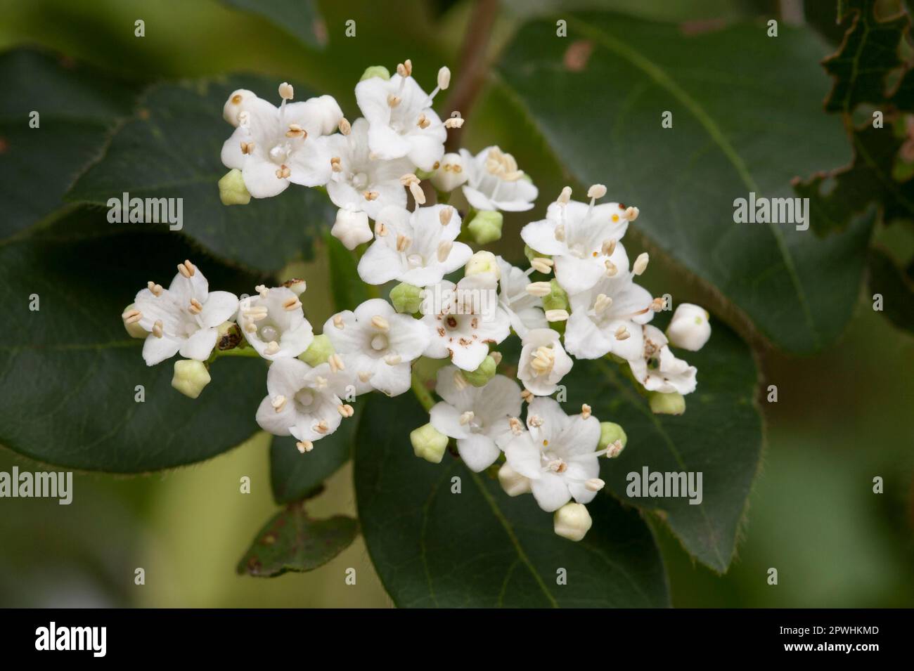 Laurestinus Viburnum (Viburnum tinus Stock Photo Alamy