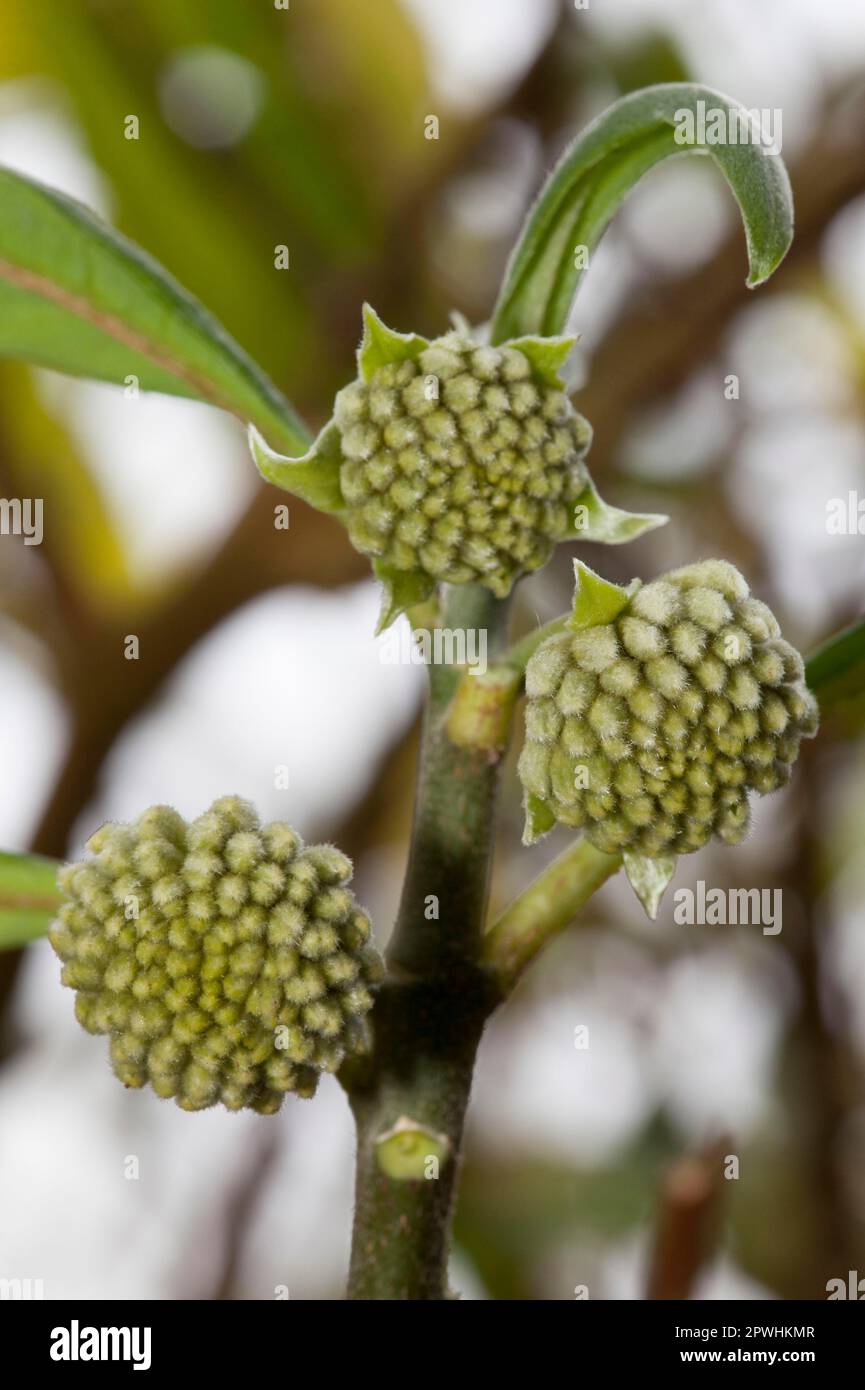 Oriental Paperbush (Edgeworthia papyrifera) Mitsumata Stock Photo