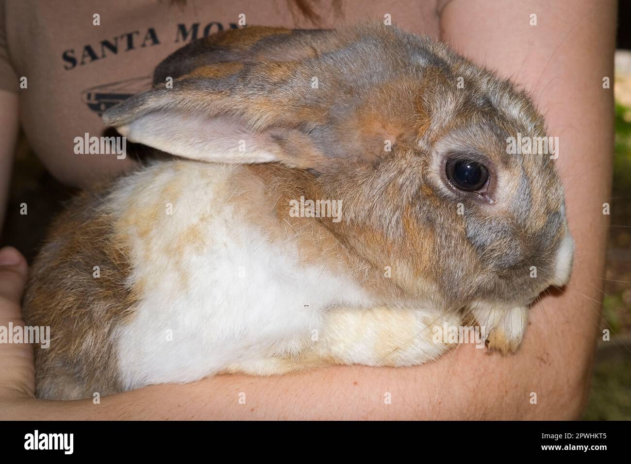 Pet rabbit in harms of young woman Stock Photo