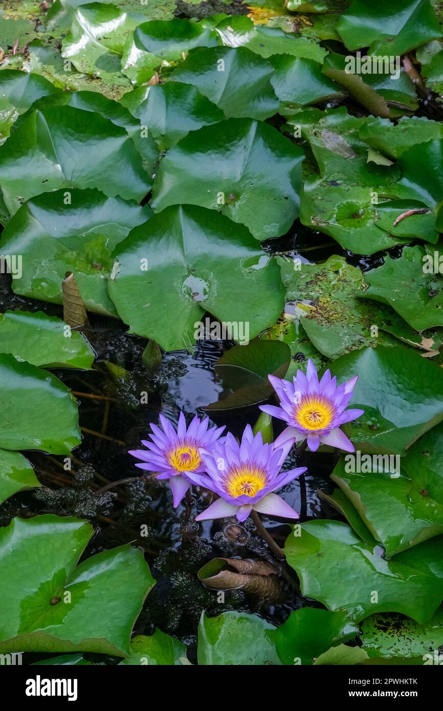 Purple water lilies Nymphaea nouchali, Nymphaea stellata Stock Photo