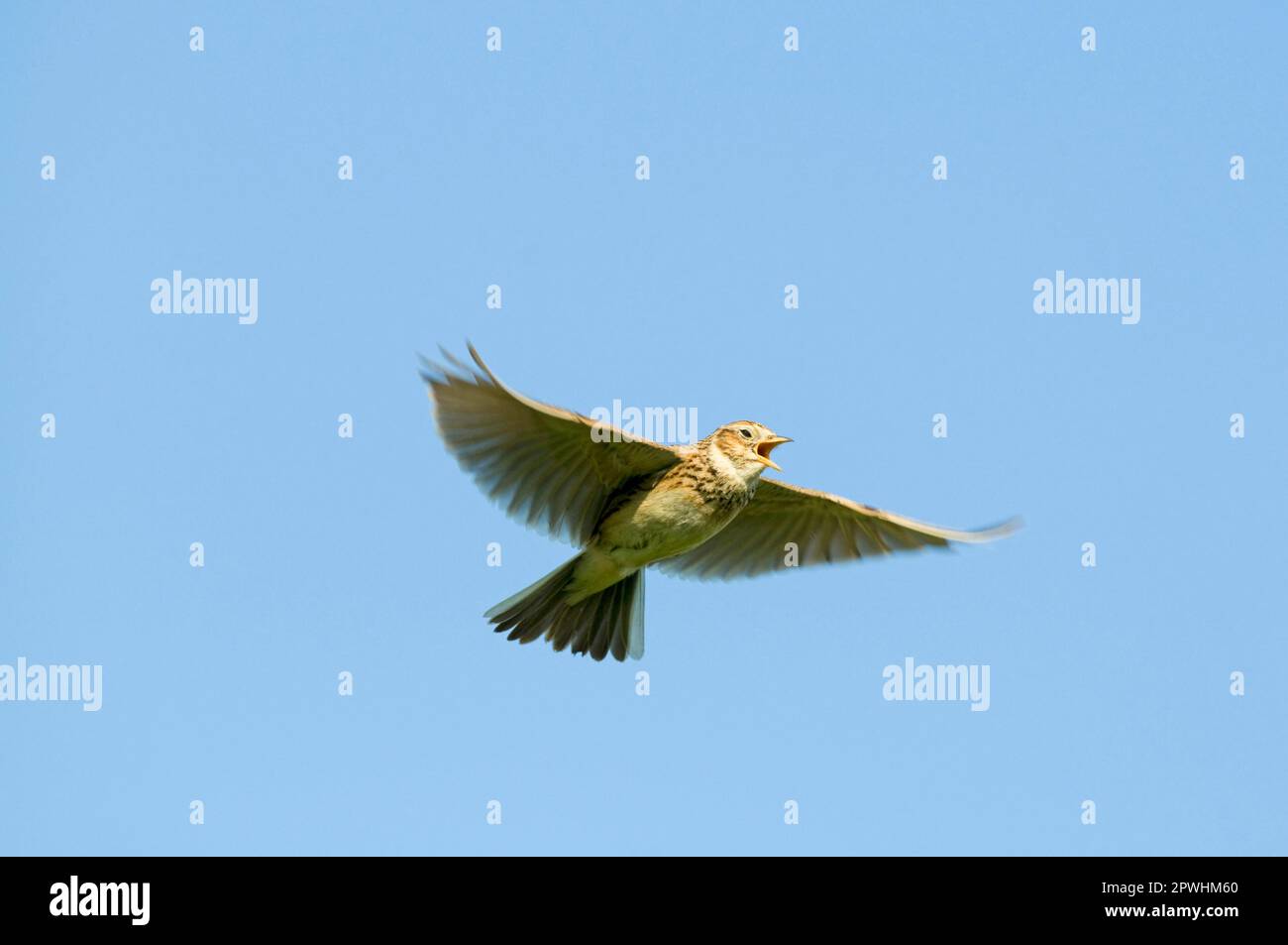 Skylark, eurasian skylarks (Alauda arvensis), songbirds, animals, birds, larks, Skylark adult, in song flight, Kelling, Norfolk, England, United Stock Photo