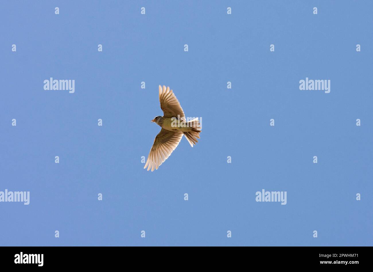 Skylark (Alauda arvensis) adult, singing in flight, Norfolk, England, United Kingdom Stock Photo