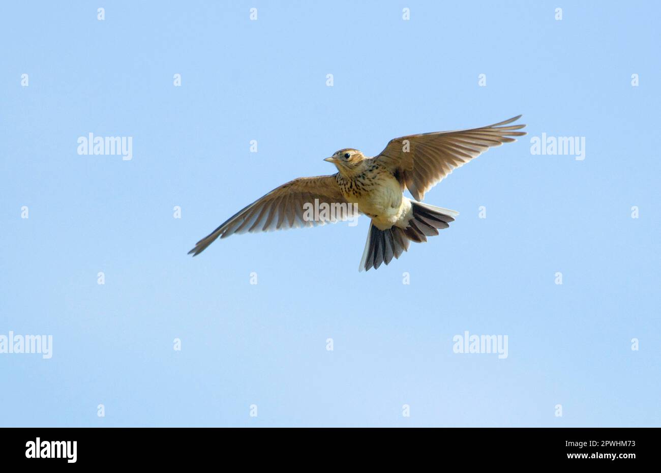 Skylark, eurasian skylarks (Alauda arvensis), songbirds, animals, birds, larks, Skylark adult, in song flight, Norfolk, England, United Kingdom Stock Photo