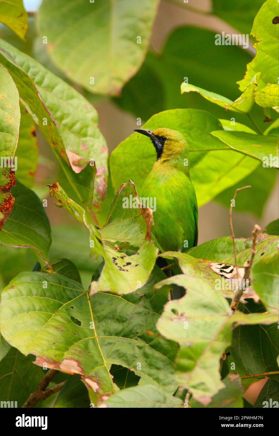 Jerdon's Leafbird (Chloropsis jerdoni) adult male, perched amongst leaves in tree, Sri Lanka Stock Photo