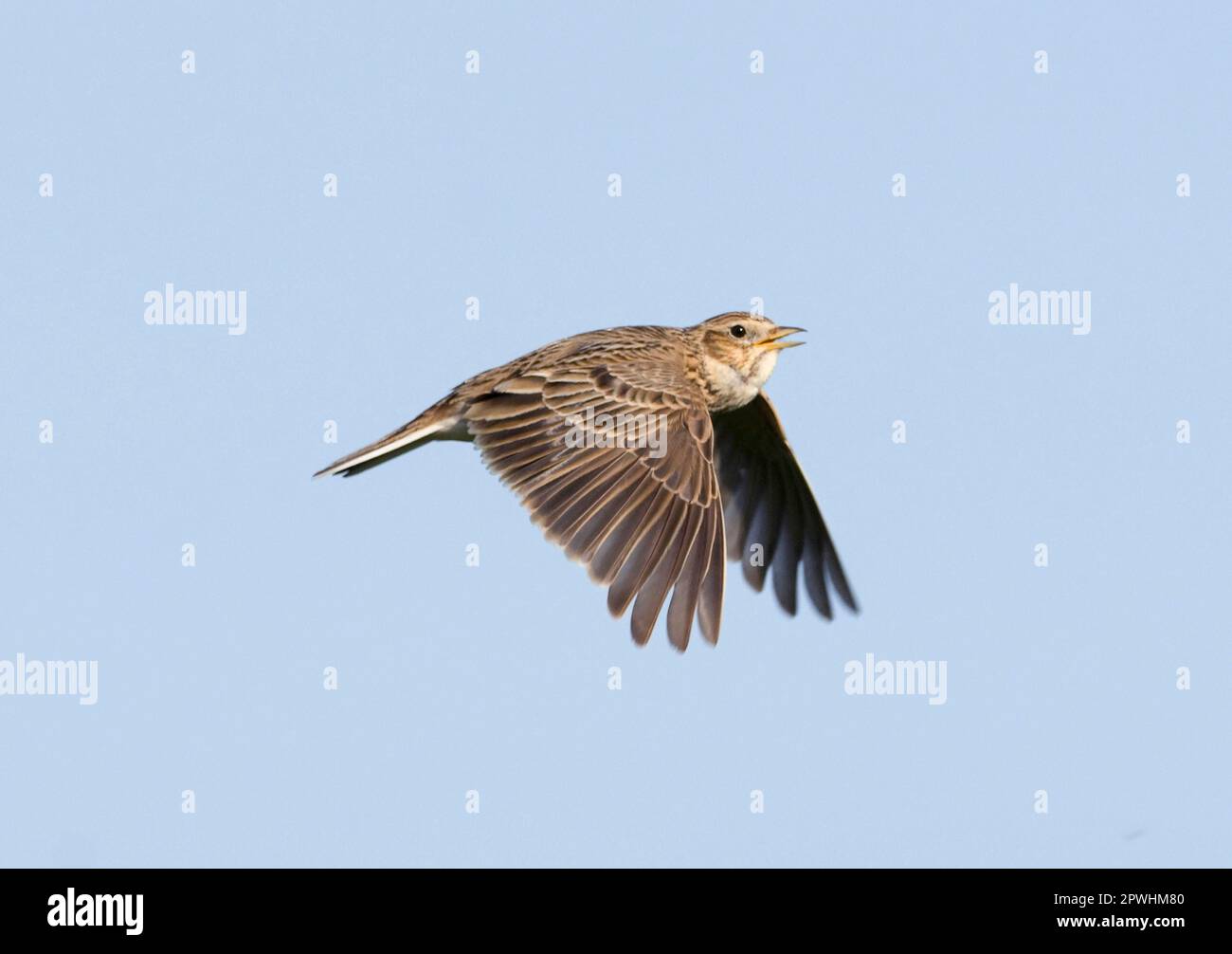 Skylark, eurasian skylarks (Alauda arvensis), songbirds, animals, birds, larks, Skylark adult, in song flight, Kelling, Norfolk, England, United Stock Photo